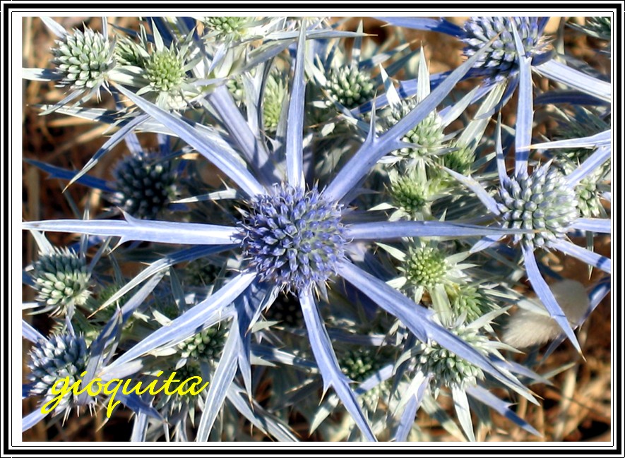 Eryngium amethystinum / Calcatreppola ametistina , Natura Mediterraneo